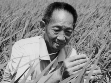 袁隆平的珠海故事