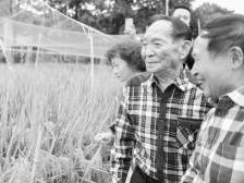 杂交水稻之父袁隆平：错过当飞行员运动员，母亲劝他学农辛苦