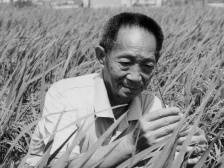 饱食者当常忆袁公！袁隆平的佛山足迹