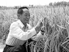 十句话缅怀袁隆平的一生