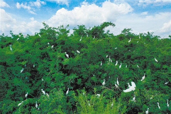 弓田村一带农作物和鱼类繁多，生态链十分丰富，加上山上有茂密的植被，近年来吸引了大量鹭鸟前来栖息。