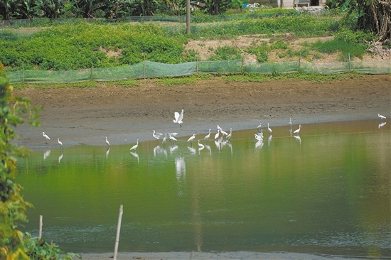 在弓田村、虎岭村一带的鱼塘上，经常能见到成群的鹭鸟在觅食。