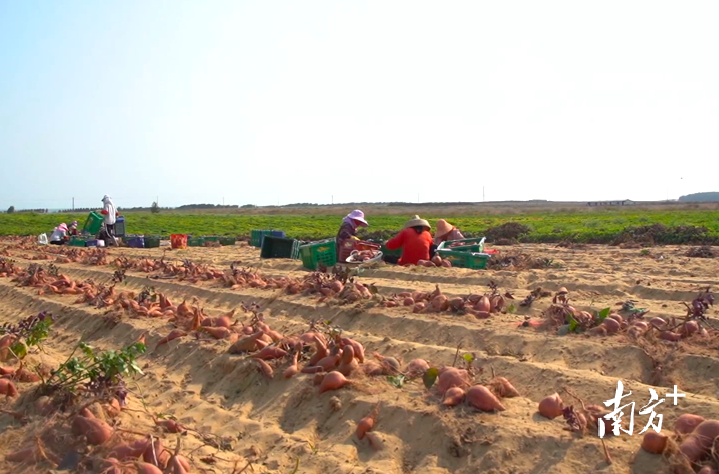 陆丰甘薯产业园。资料图片