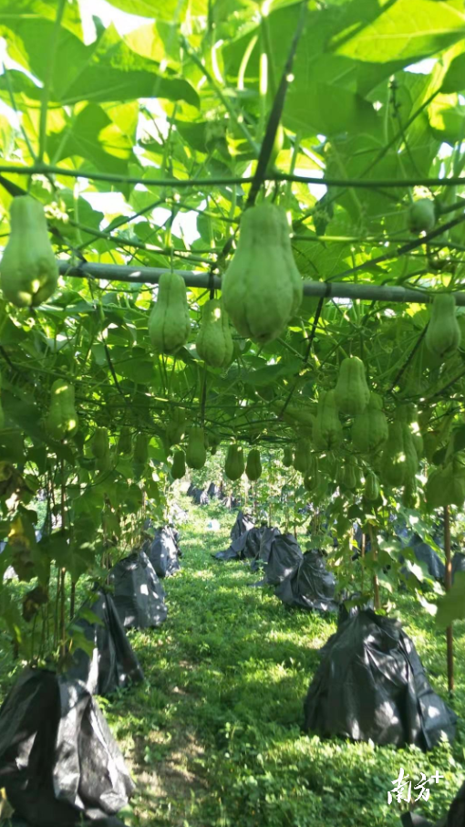 如今，石坑村及周边村香黄瓜种植规模已达200多亩。叶彤 摄