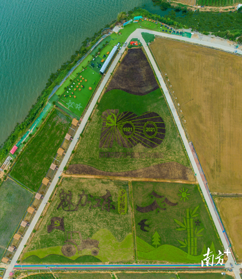 潮安区溪东种养专业合作社绘制“五彩稻田画”。受访者供图