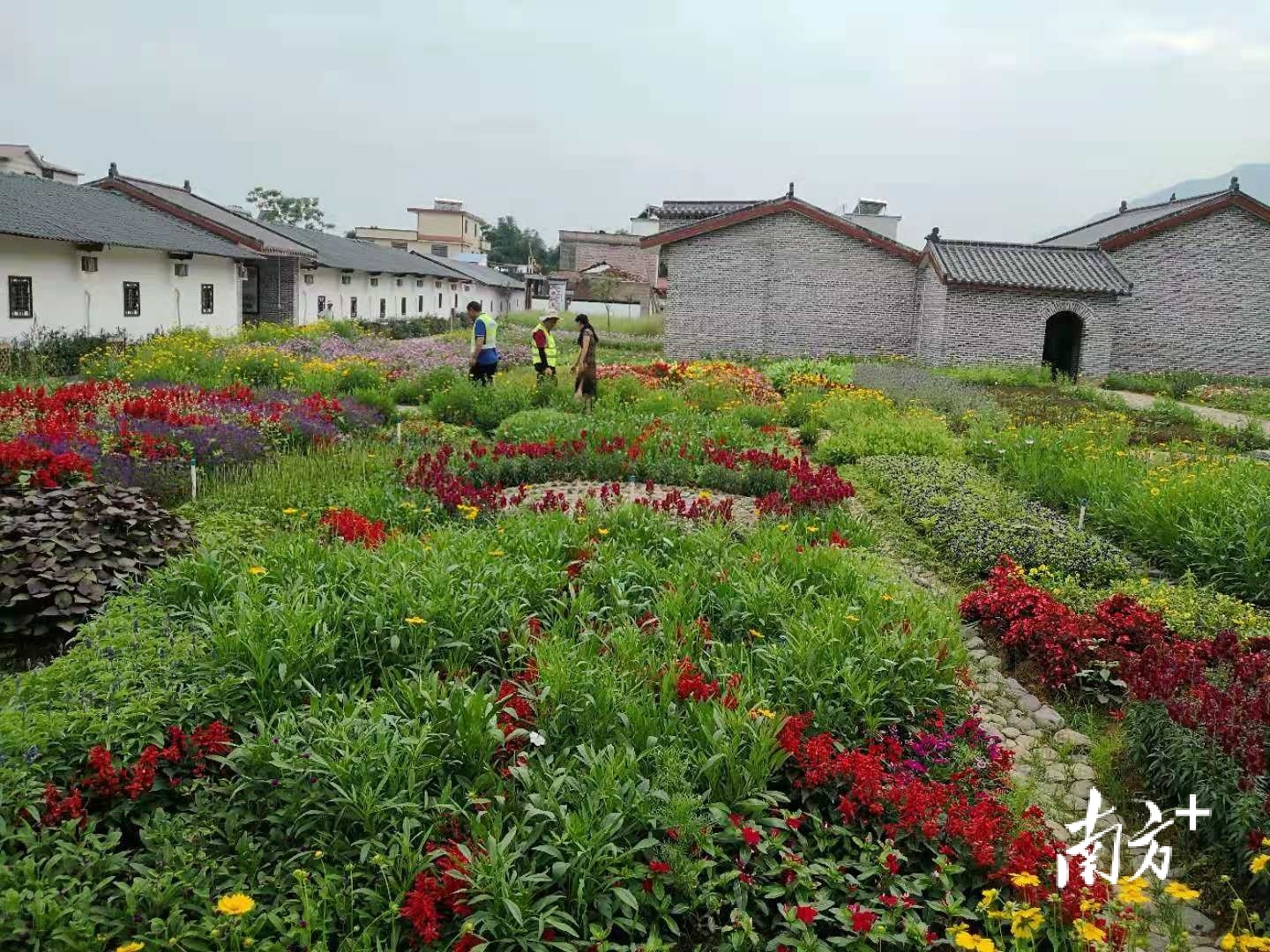 鲜花盛开的村庄(赖南坡摄) 鲜花盛开的村庄(赖南坡摄)