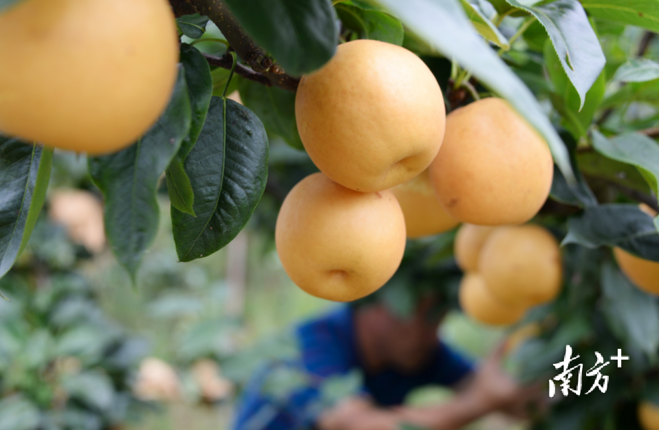 龙坪水晶梨种植总面积达10689亩，年产值1.69亿元。黄津 摄