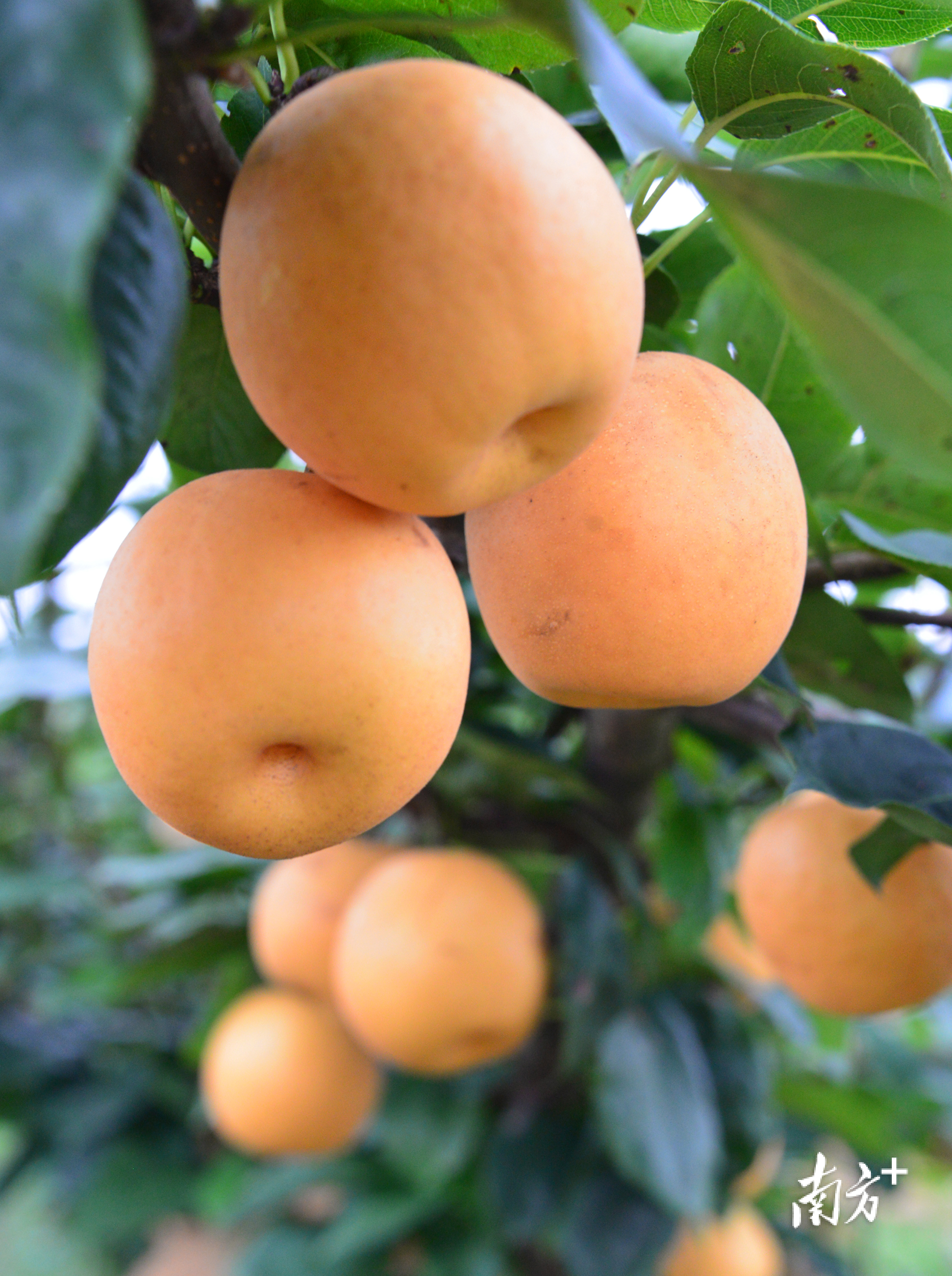 建基地,办市场,强服务,连州龙坪致力打造水晶梨专业镇