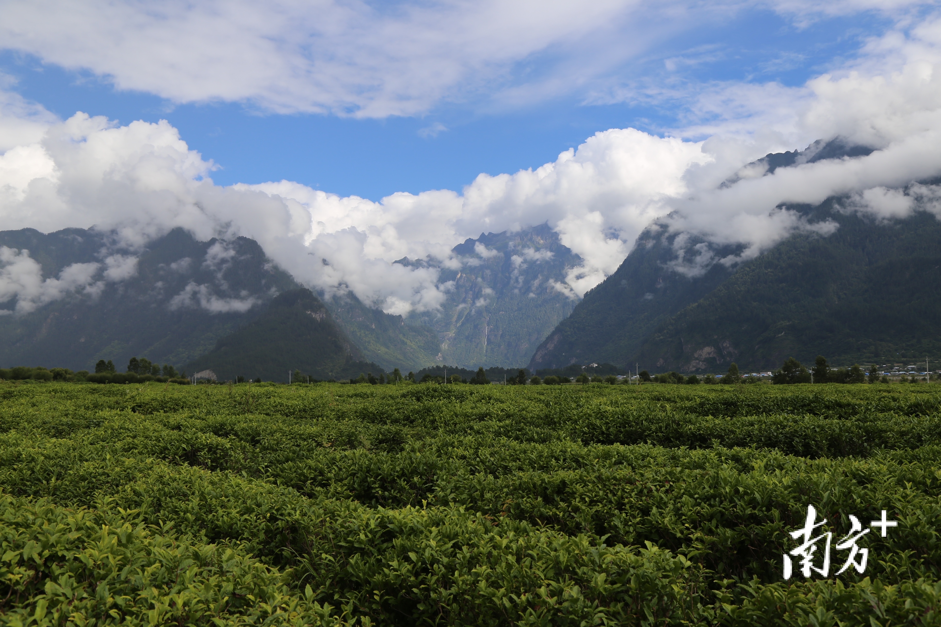 广东茶叶"小组团,助西藏茶叶实现出口"零"突破