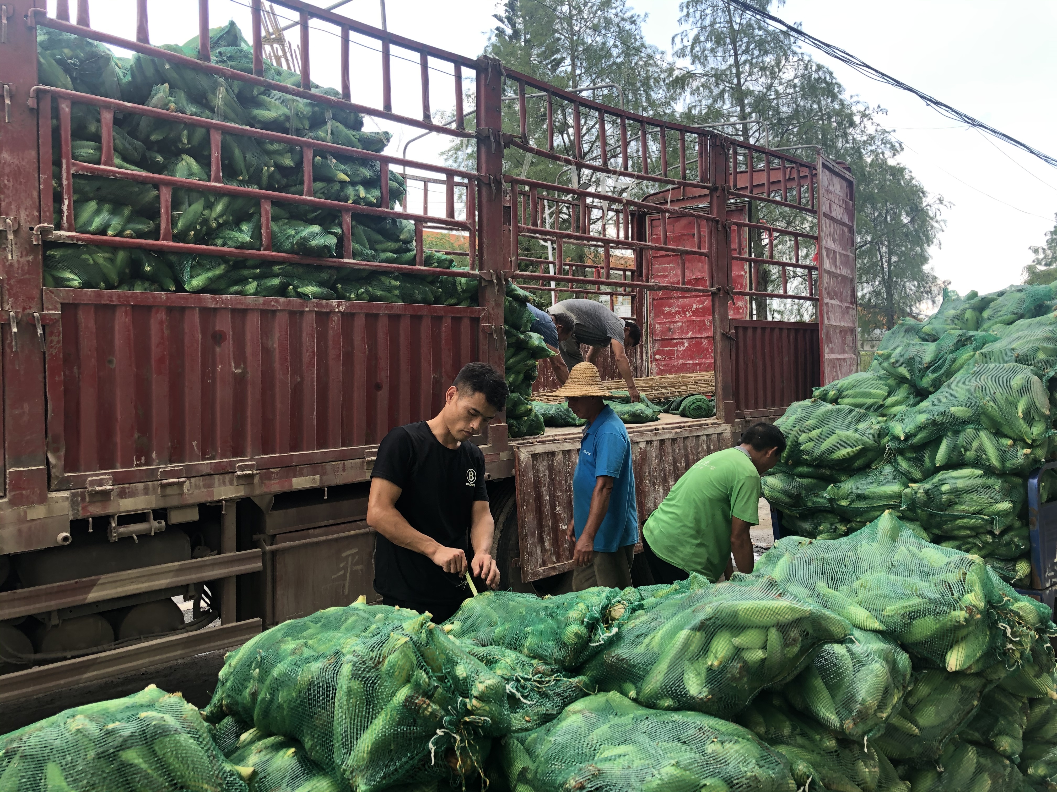 始兴城南镇订单种植水果玉米产业上规模农民有增收