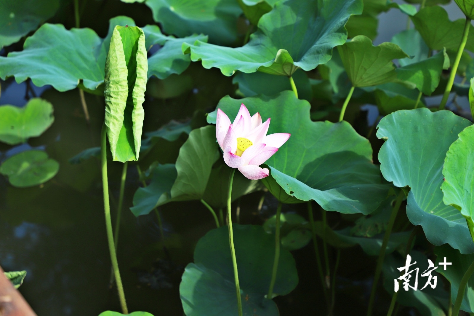 六月流火艳阳天，夏日赏荷正当时。