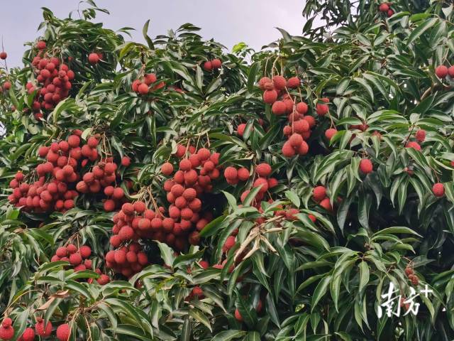 在从化试种成功的无核荔枝-流溪红荔