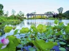 南方眼|从“大鹏里的公园” 到“公园里的大鹏”