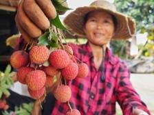 今年广东荔枝产量或达140万吨！专家揭秘“丰产又丰收”秘诀
