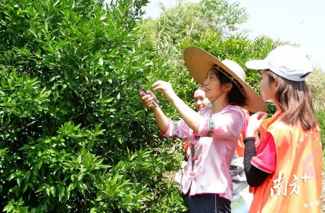 侯燕群指导大学生志愿者修剪云门柑树。
