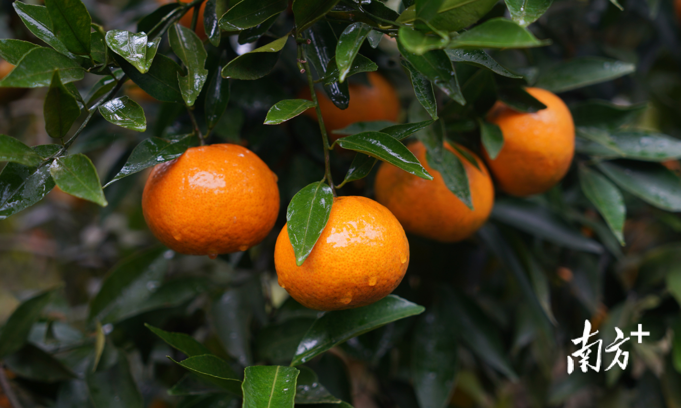 “金果子”带动当地农户增收致富。