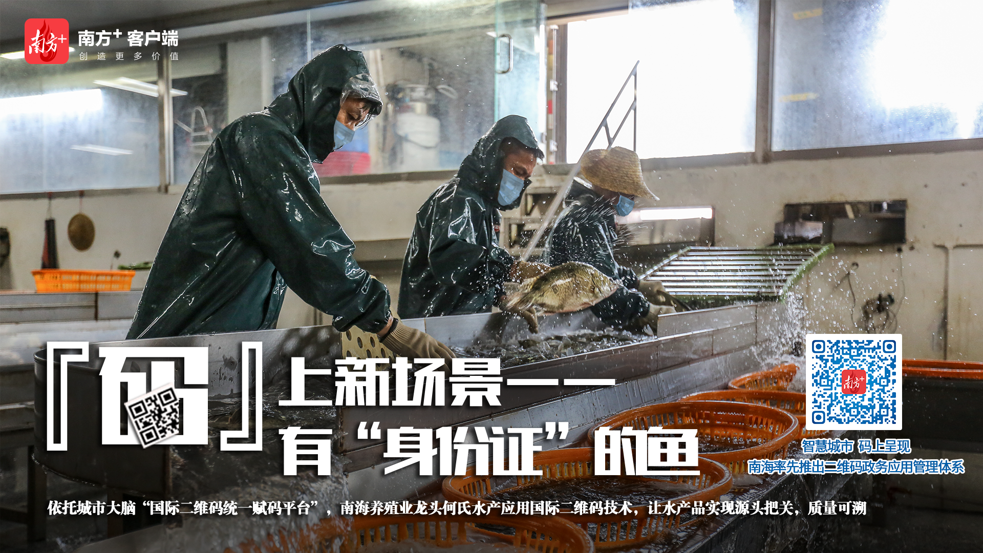 依托城市大脑“国际二维码统一赋码平台”，何氏水产让水产品实现源头把关，质量可溯。