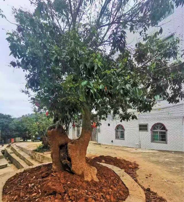 800年树龄的桂味母树。