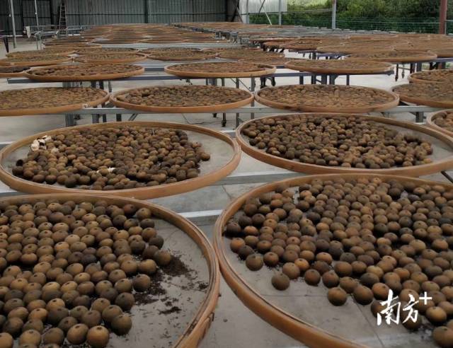 柑普茶成品与茶器