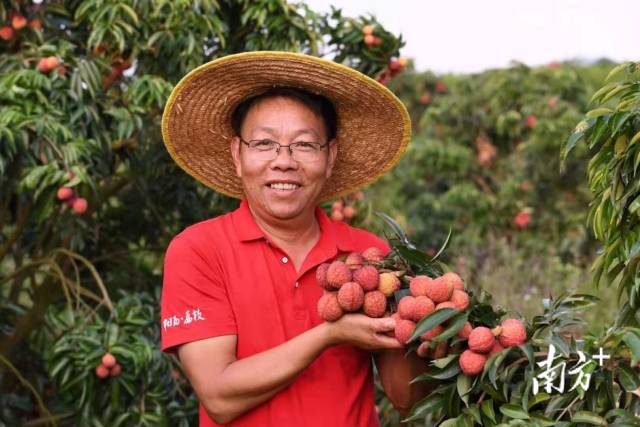 据了解,阳西县除了巨美人荔枝外还有玉荷包等优质荔枝品种.