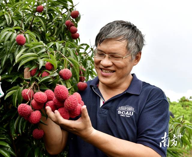 巨美人荔枝很好地综合紫娘喜荔枝果个头大以及无核荔荔枝可食率高的