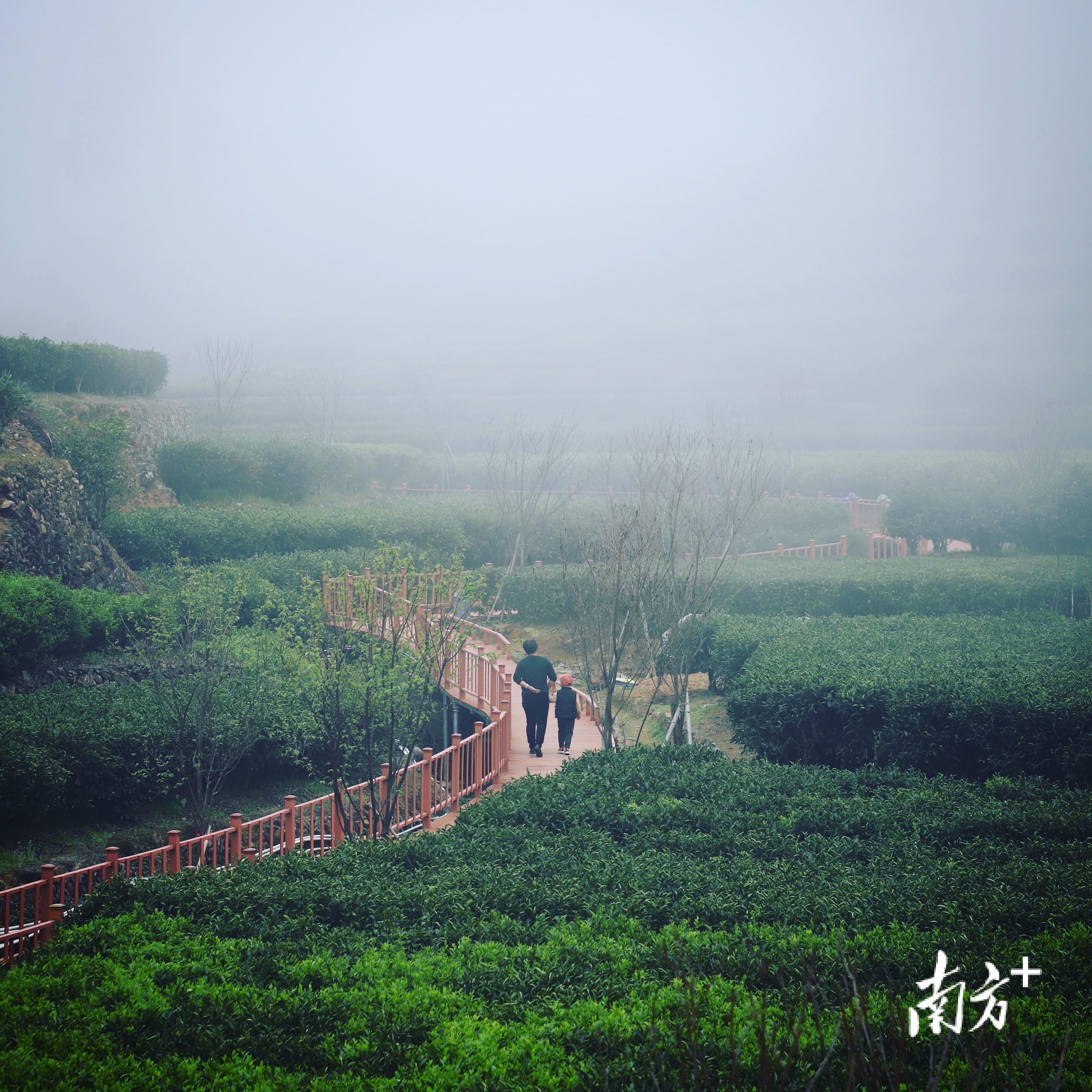 棋盘樱花茶园
