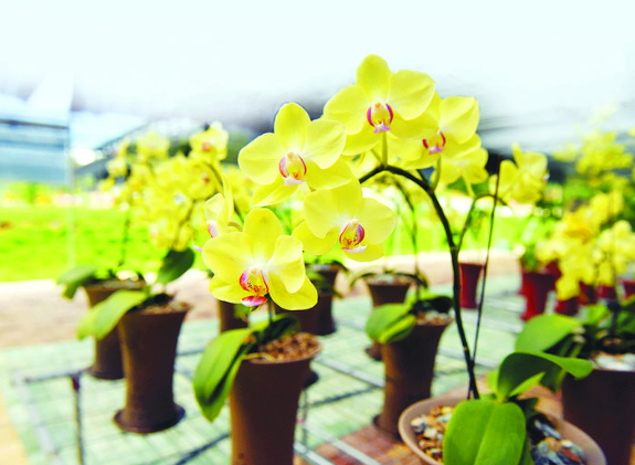 惠州御花源花卉科技有限公司的兰花大棚内兰花长势喜人。