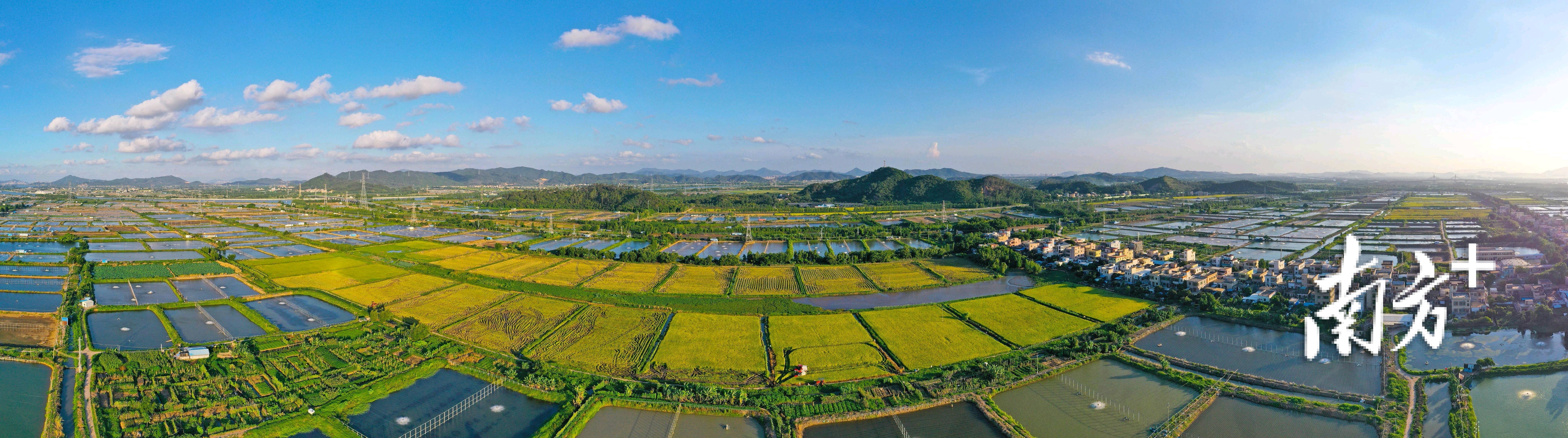 纵横交错的稻田,一幅多彩的风景画。 纵横交错的稻田,一幅多彩的风景画。