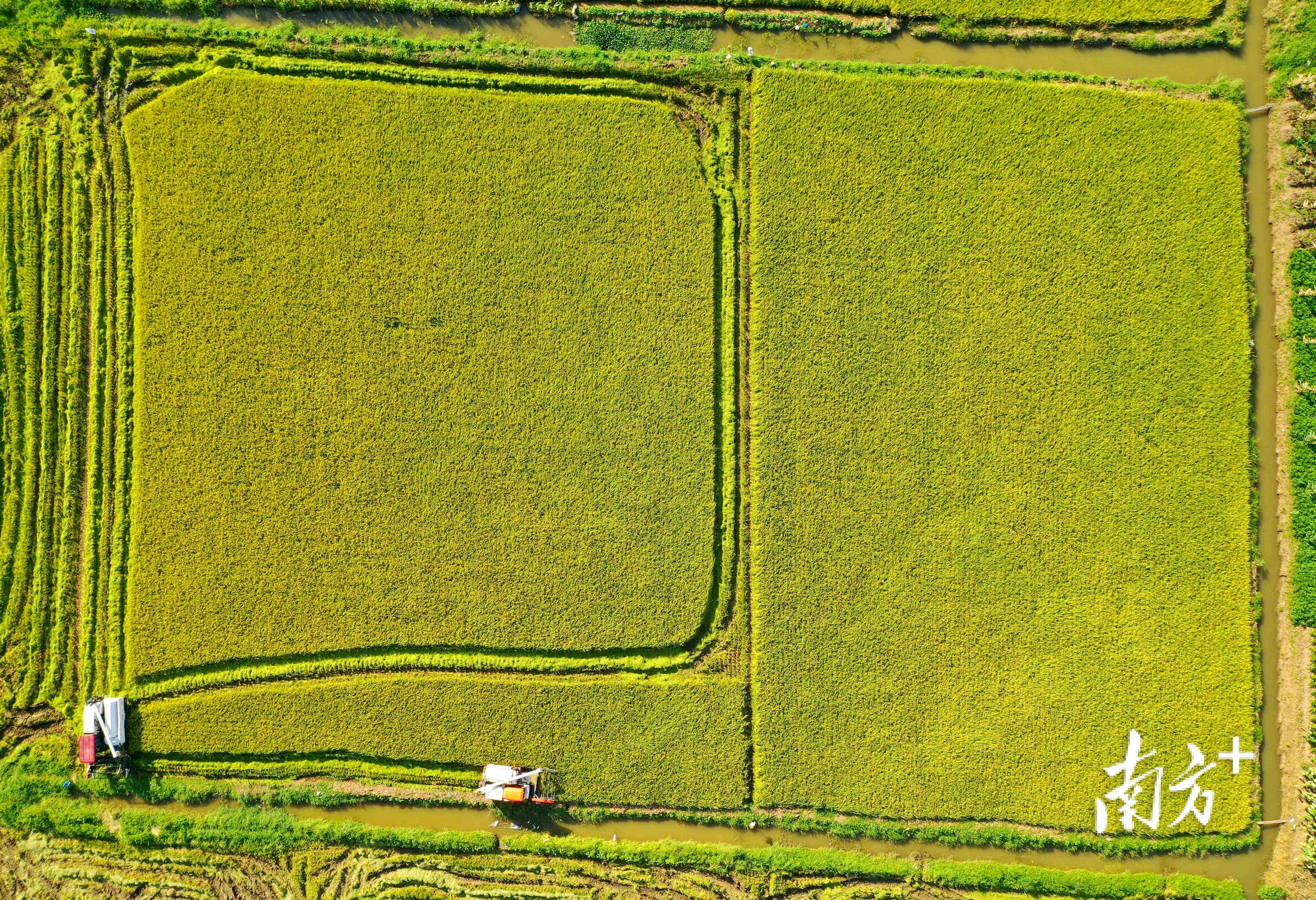 稻田泛黄,田野铺金。 稻田泛黄,田野铺金。