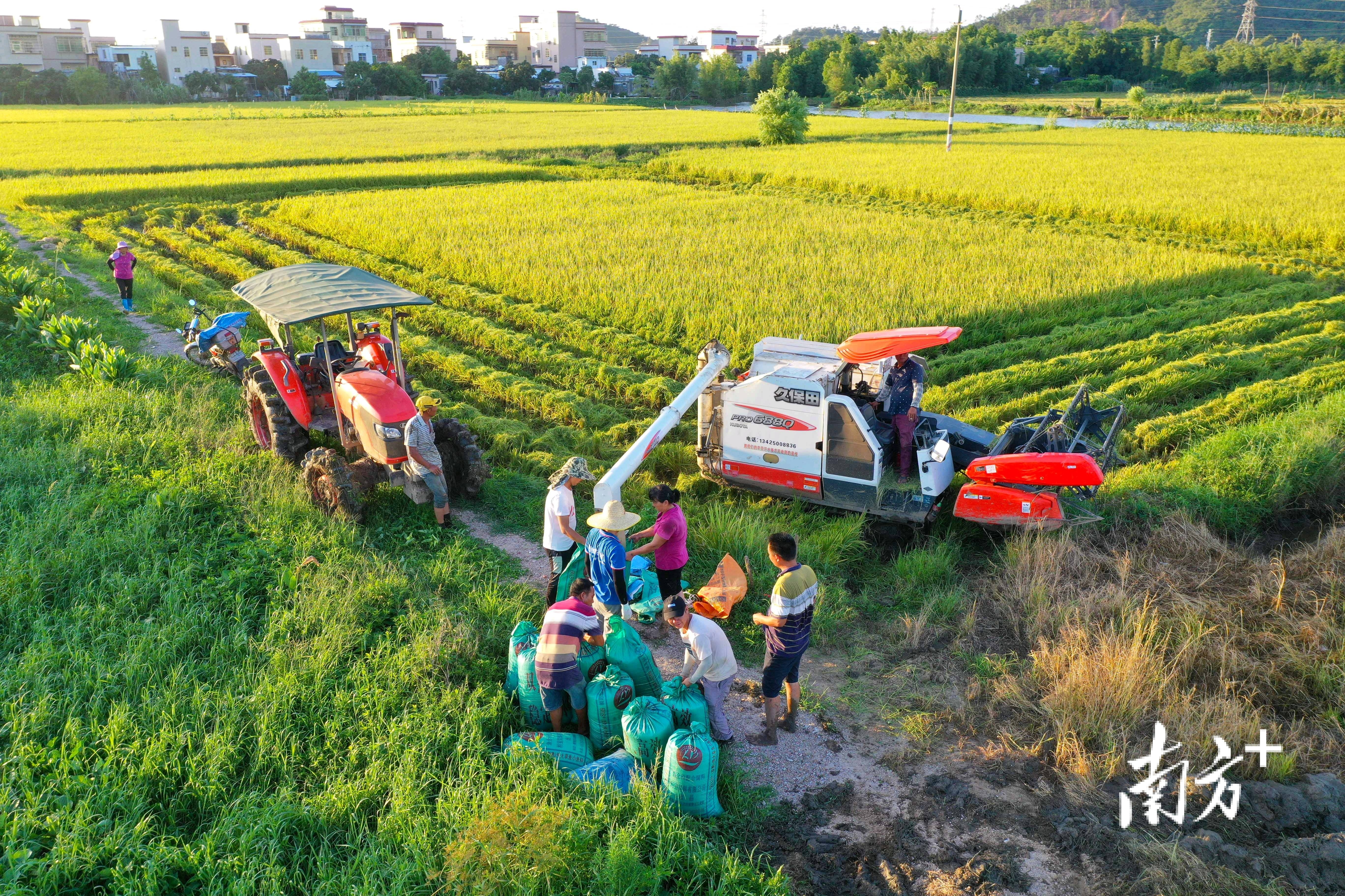 稻田里一片繁忙。 稻田里一片繁忙。