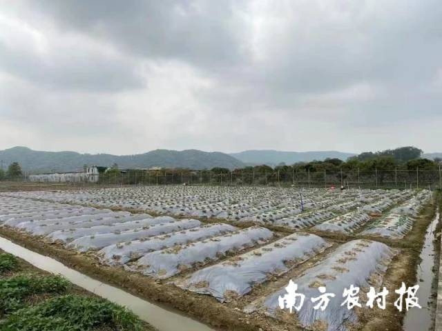 3月16日,擂台赛从化试验点现场 3月16日,擂台赛从化试验点现场