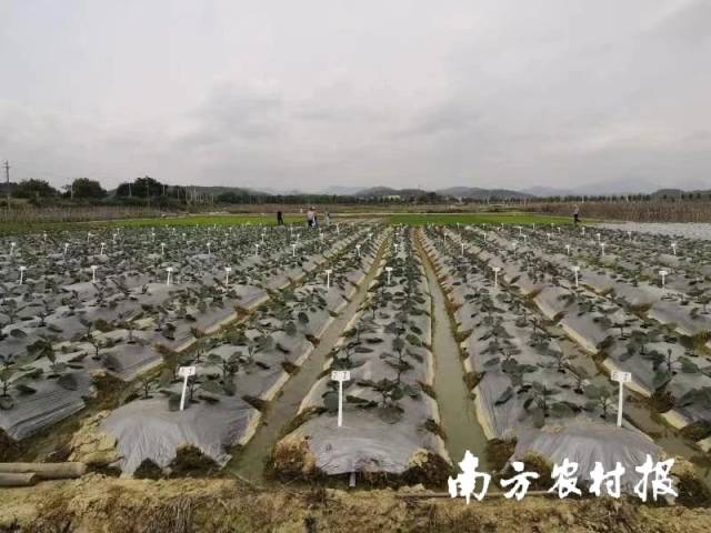 3月30日,擂台赛增城试验点现场。 3月30日,擂台赛增城试验点现场。