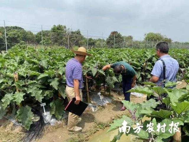 5月7日,擂台赛专家田间指导现场 5月7日,擂台赛专家田间指导现场