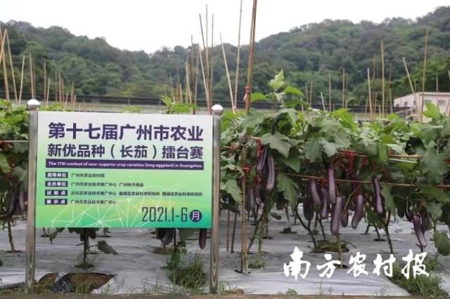擂台赛广州市农技推广中心展示点现场 擂台赛广州市农技推广中心展示点现场