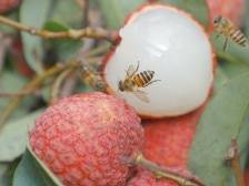 多图｜晚熟的惠来荔枝：盛夏里不可错过的一口沁甜