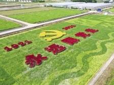 南方观察|近者悦，远者来！大鹏讲述“生态让生活更美好”的深圳故事