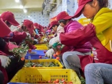 一群高州人组成的“中国荔都”拼图