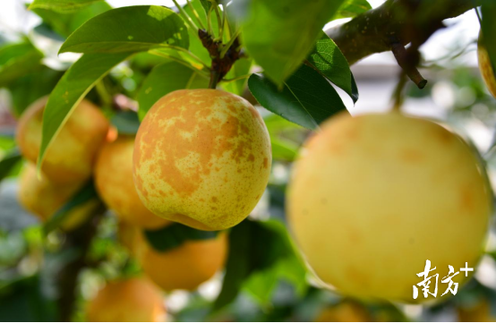 连州水晶梨是国家地理标志保护农产品。黄津 摄