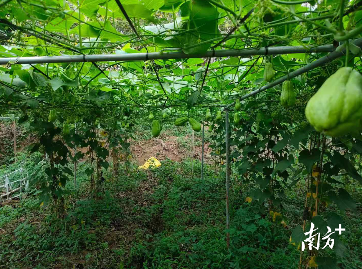 去年，石坑村将50亩撂荒地统筹起来，探索土地流转并发展香黄瓜产业。