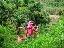 视觉|世界龙眼黄 分界加工忙