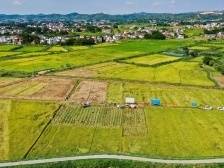 【南方日报头版报道】梅州兴宁：稻浪千层 小康飘香｜小家看小康