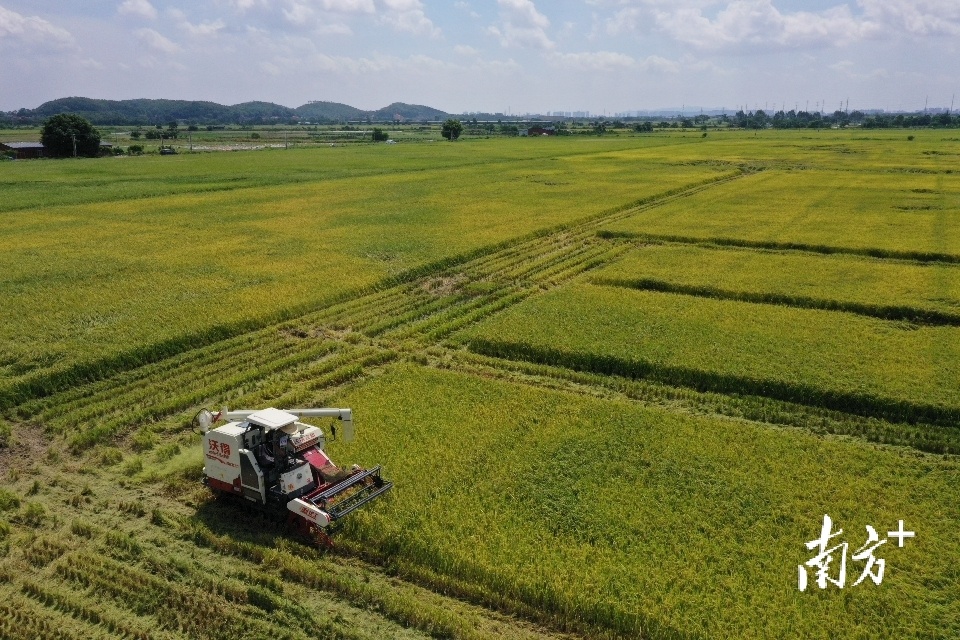 万亩稻田飘香，佛山进入了早稻集中收获期。戴嘉信 摄
