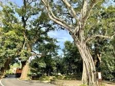 惠州市人大代表张玉臣：建议面向社会设立古树名木保护专项基金