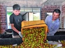 产销价“三旺” 荔农心里甜