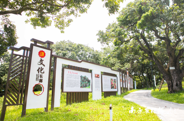 东莞荔枝文化长廊。 东莞荔枝文化长廊。