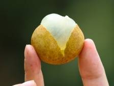 清甜鲜爽脆 并蒂压枝低