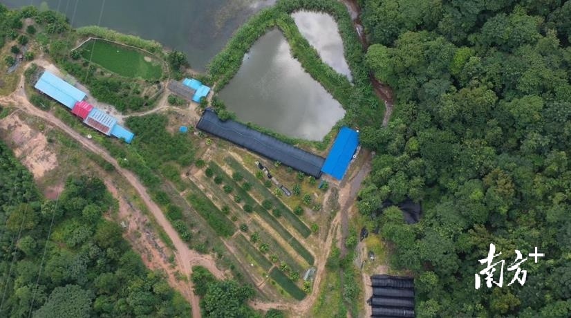 林下新经济！仁化这个地方的灵芝喜获丰收