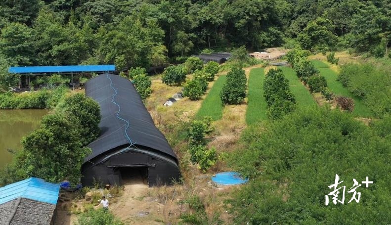 灵芝种植大棚。