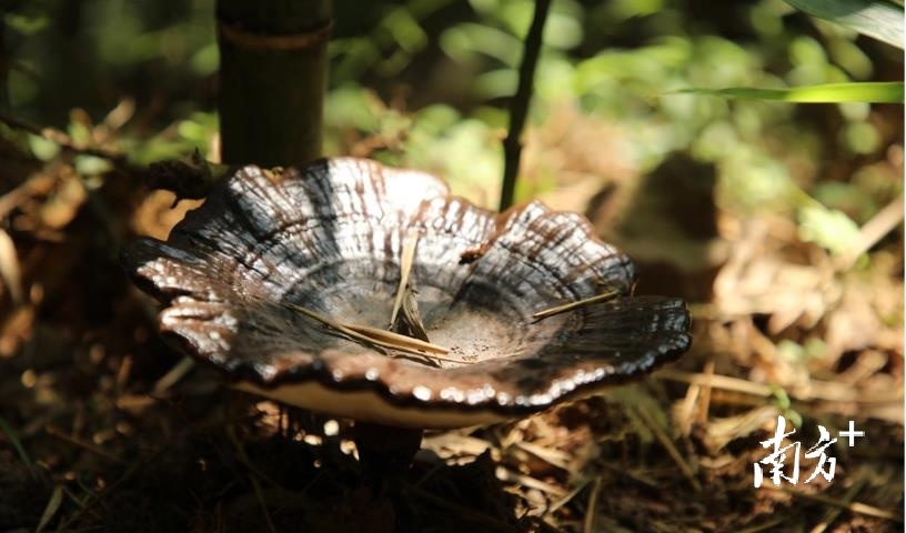 林下新经济！仁化这个地方的灵芝喜获丰收