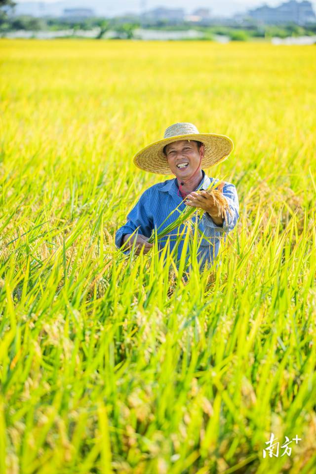 7月9日,丰收季节,农民马兴弟露出笑容.